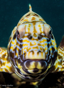 Stocky Hawkfish, or Po'opa'a in Hawaiian... Considered a ... by Tony Cherbas 